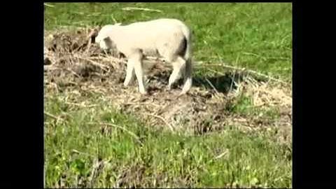 Verwaarloosde_schapen_in_Uitgeest_(HQ).mp4