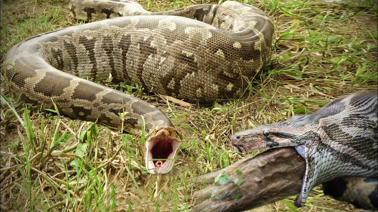 This python snake swallowed a 10 year old creature alive and when it was taken out you cannot even imagine rescue