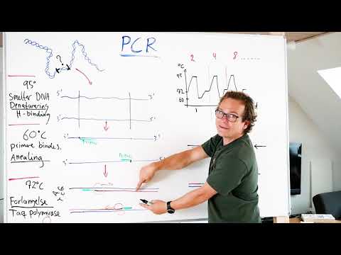 Video: Hvad er PCR-cyklus?