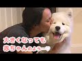 まるで赤ちゃんみたいに家族に甘える、大きなサモエドさん♪｜PECO【ナレーション有】