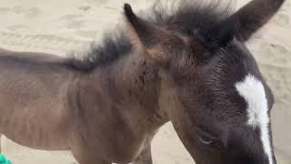 smokey the feral foal  Camilleshorsemanship