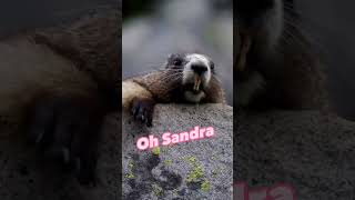 Sandra - Jubinhas De Leão