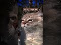 #gogoshow #اكسبلور #المصحف #subscribe #الرحمن #المصحف #جوجوشو