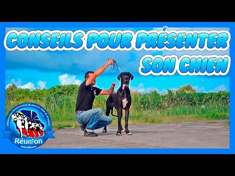 Vidéo: Dois-je Aller à Une Exposition Canine