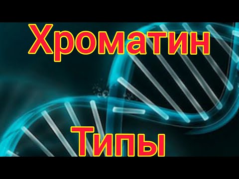 Хроматин. Типы хроматина. Упаковка генетического материала. Эухроматин, гетерохроматин