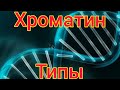 Хроматин. Типы хроматина. Упаковка генетического материала. Эухроматин, гетерохроматин