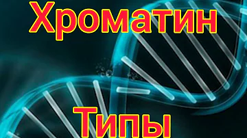 Хроматин. Типы хроматина. Упаковка генетического материала. Эухроматин, гетерохроматин