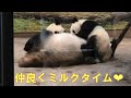 4/29シャオシャオレイレイが仲良くミルクタイム❤ママの上に必死で登るシャオシャオが可愛い❤giantpanda @tokyo 上野動物園