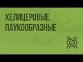 Хелицеровые. Паукообразные. Видеоурок по биологии 7 класс