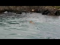 Puma nadando en lago de torres del paine