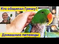 О потрепанных жизнью, но держащих нос по ветру. (видео 589)