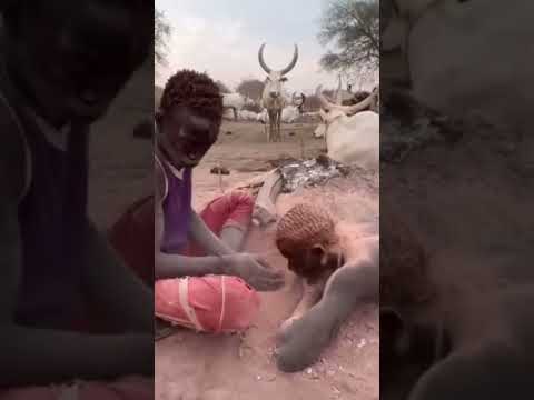 Vídeo: Quantas vacas para lobola?