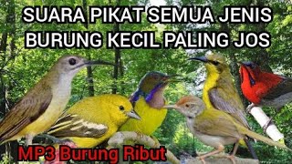 SUARA PIKAT BURUNG KECIL PALING AMPUH, BURCIL DI JAMIN AUTO NGUMPUL ❗