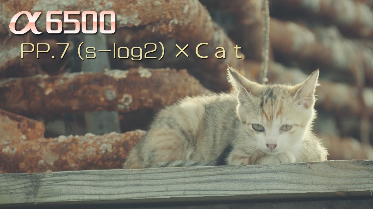 sony a6500 PP7(s-log2) × Cat