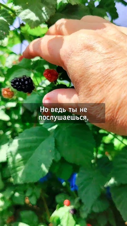 Сладка ягода - YouTube