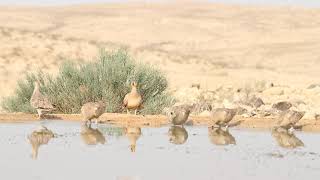 Chicken Invasion  Crowned sandgrouse  קטות כתר