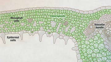 Photosynthesis: Part 3: Leaf Structure | HHMI BioInteractive Video