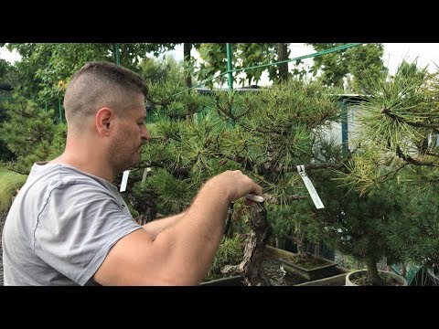 Bonsai çam mum alım budama Bonsai japanese black pine-Bonsai World- Sosen en