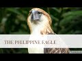 Bio101  the philippine eagle  group 6 bs bio block yc1