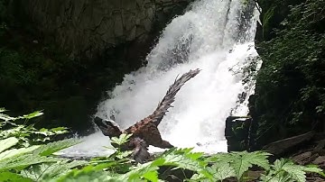 Making a Life size Velociraptor! (Dinosaur Taxidermy #2)