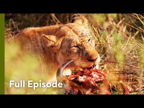 Africa’s Savage Food Chain | Wildlife Icons 105+106