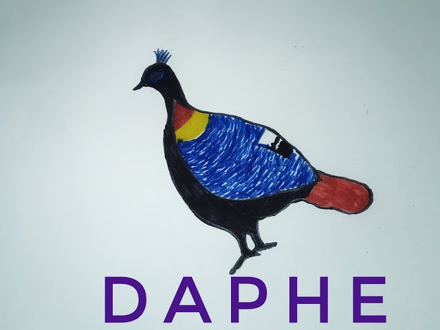 A beautiful Daphne bird drawing tutorial||For Beginners class=