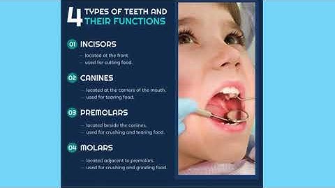 Introduction to Tooth Morphology