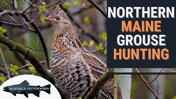 Hunting for Ruffed Grouse in the North Maine Woods! (Maine Partridge Hunt 2020)