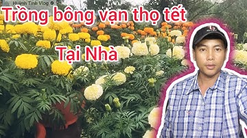 ươm hạt giống vạn mấy ngày mới tưới phân, dưỡng rễ, huỳnh tinh vlog