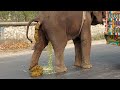 Elephant funny  bangladeshi elephant poop  watch how elephant defecate on bangladesh streets