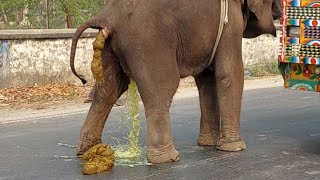 Elephant Video Funny | Bangladeshi Elephant Poop | Watch How Elephant Defecate On Bangladesh Streets screenshot 5