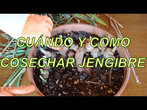 Video: Cosecha de raíz de jengibre: consejos sobre cómo y cuándo recoger jengibre