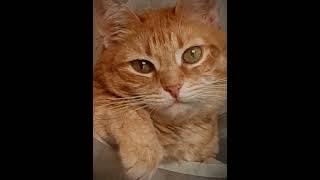 #юмор #кошки #позитиффмм #позитиф