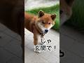 じゃ、玄関で！…って、力丸は…？ #柴犬 #柴犬のいる暮らし #柴犬の日常 #お散歩 #力丸