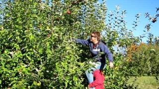 apple picking 101