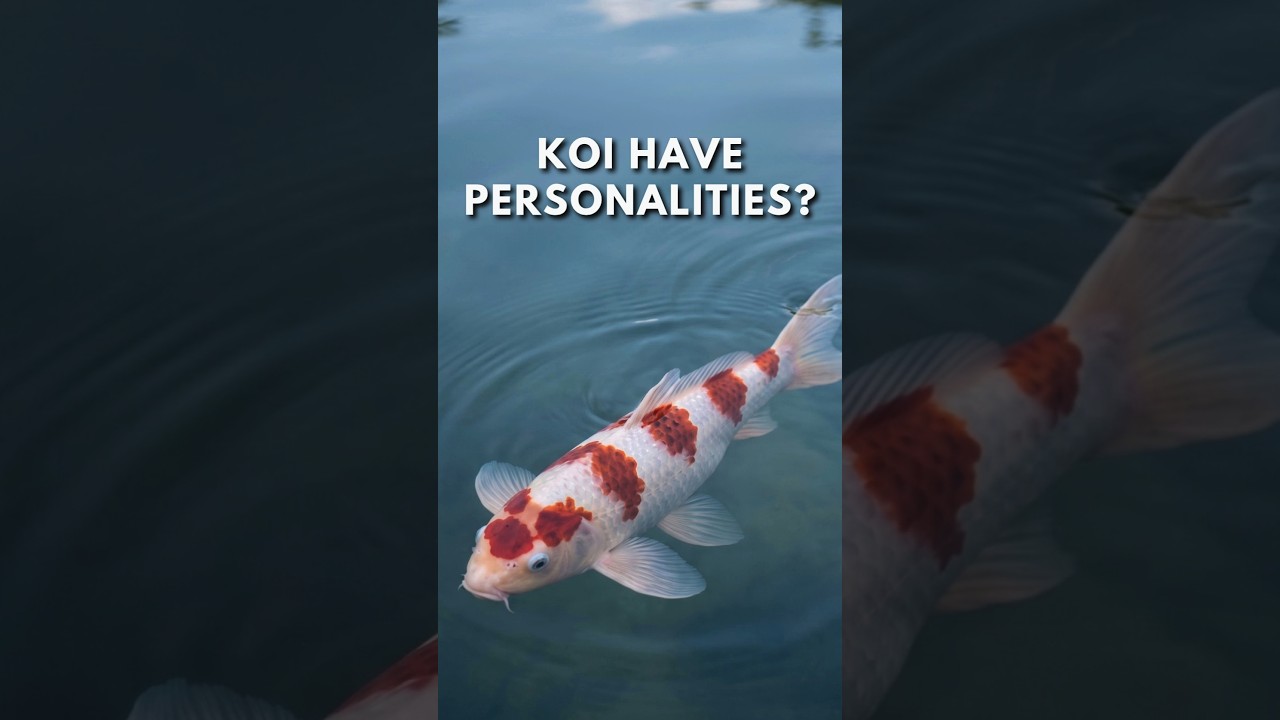 Koi Fish Have Personalities?