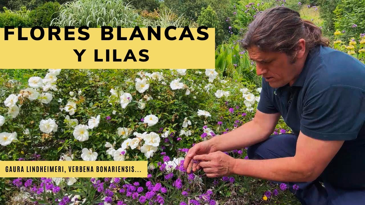 5 plantas perfectas para el jardín con ¡FLORES blancas y lilas! 🌸💮 Verbena bonariensis...-JARDINATIS