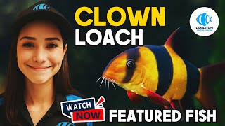 The Colourful Clown Loach Youll Love In Your Tank
