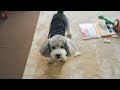 飼い主の声が出なくなって困惑するトイプードル