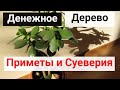 Денежное дерево: приметы, с ним связанные, правильный уход за толстянкой. ЧТОБЫ ВОДИЛИСЬ ДЕНЬГИ.