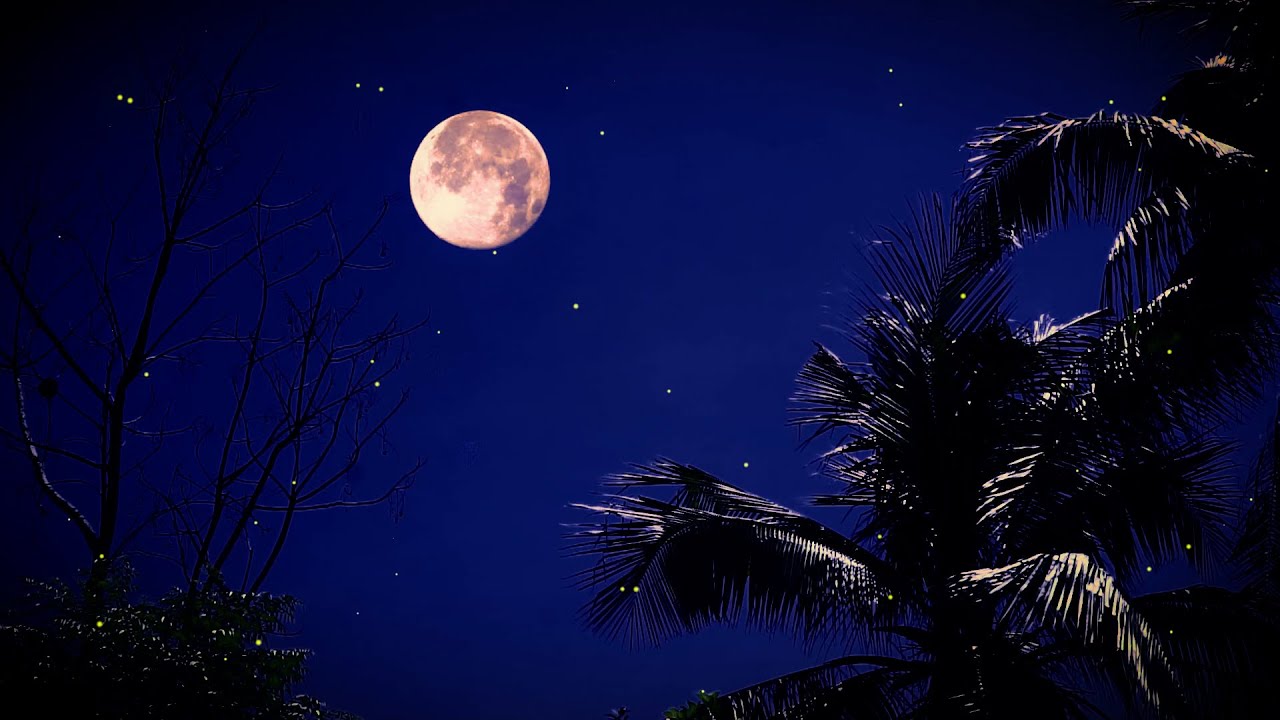 夏の夜の自然の森とコオロギ - 眠りのための心を落ち着かせる自然の夜の音と光景 - 8 時間 - YouTube