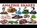 20 Amazing Snakes for Kids | Learn Snake Names | Reptiles &amp; Creepy Crawlering Animal Sounds for Kids