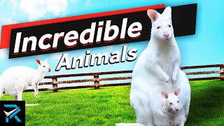 Incredible Cases Of Albino Animals