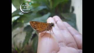 Mariposa preparándose para volver a volar