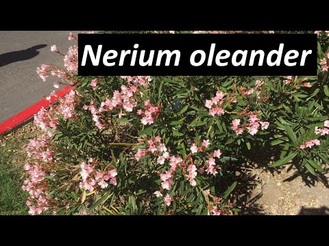 Video: Oleander i landskapet - vilka delar av oleander är giftiga