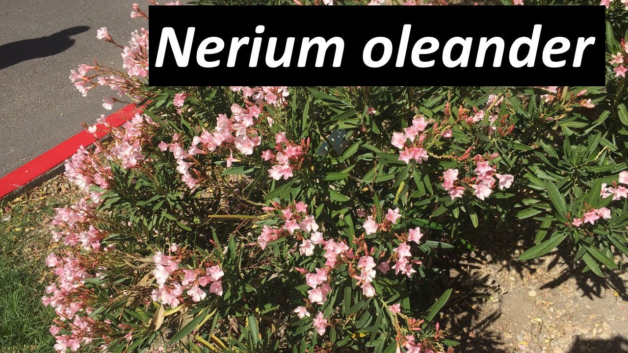 Poisonous Nerium Oleander - All You Need To Know