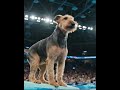 #5 Epic High Dive by All Kinds of Dogs at an Olympic Style Diving #shorts