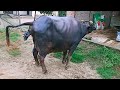 Meri bhais bachcha de rahi h  my buffalo giving birth parvezgvlogs