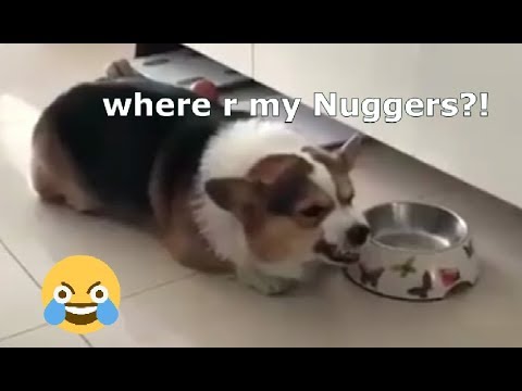 Video: Diabetli Köpəkləri Qidalandırmaq - Bəslənmə Nuggets Dog
