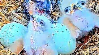 )))). 2 EGGS 2 CHICKS. WHILE BIG RED MOM FEEDS DAD IN NEST WITH FOOD. LOT OF FOOD IN NEST. 04.2024..